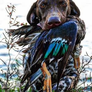 Meet your Posher, Shane